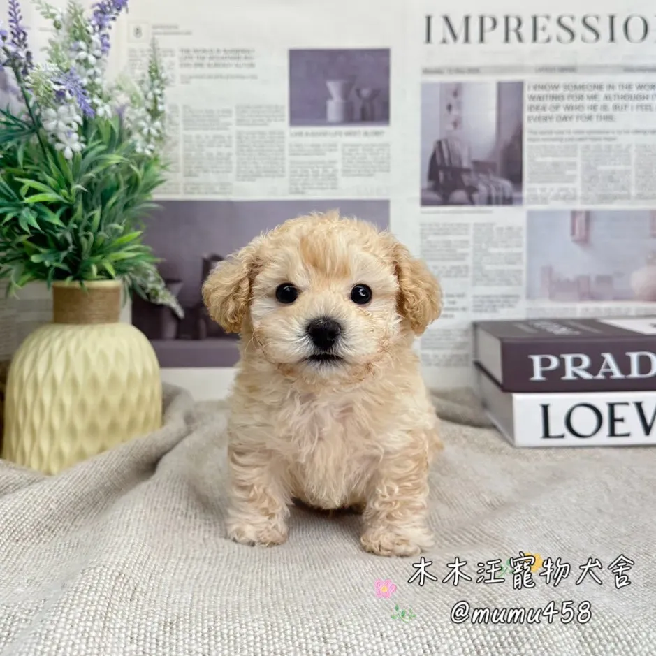 泰迪熊 奶油色(貴賓比熊)