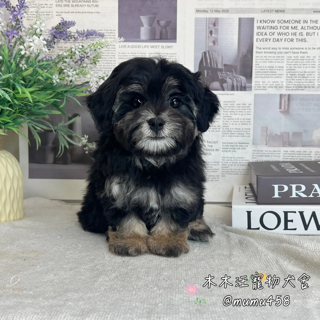 貴賓(黑四目黑金)