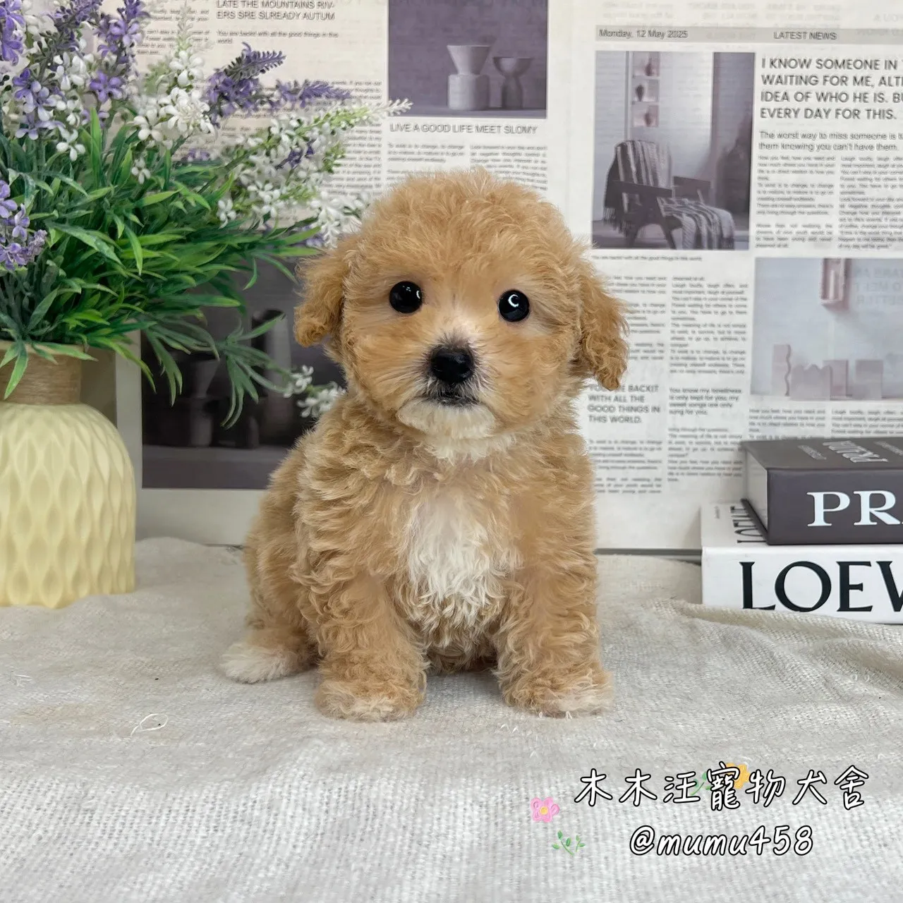 貴賓犬(奶油色)