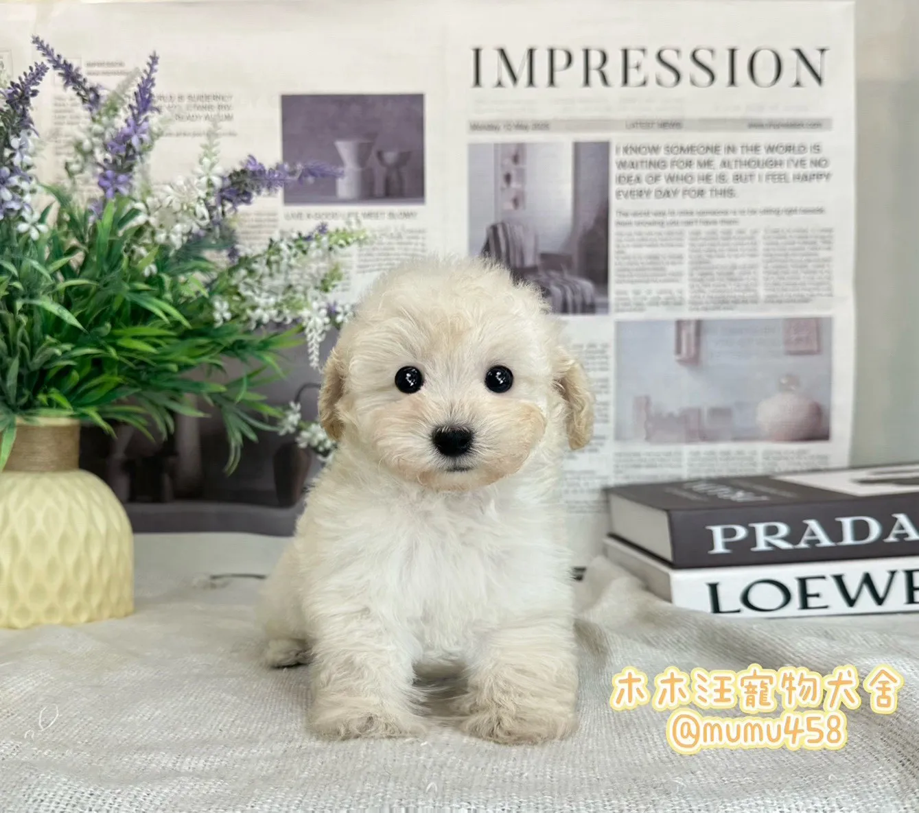 泰迪貴賓犬(奶油色)