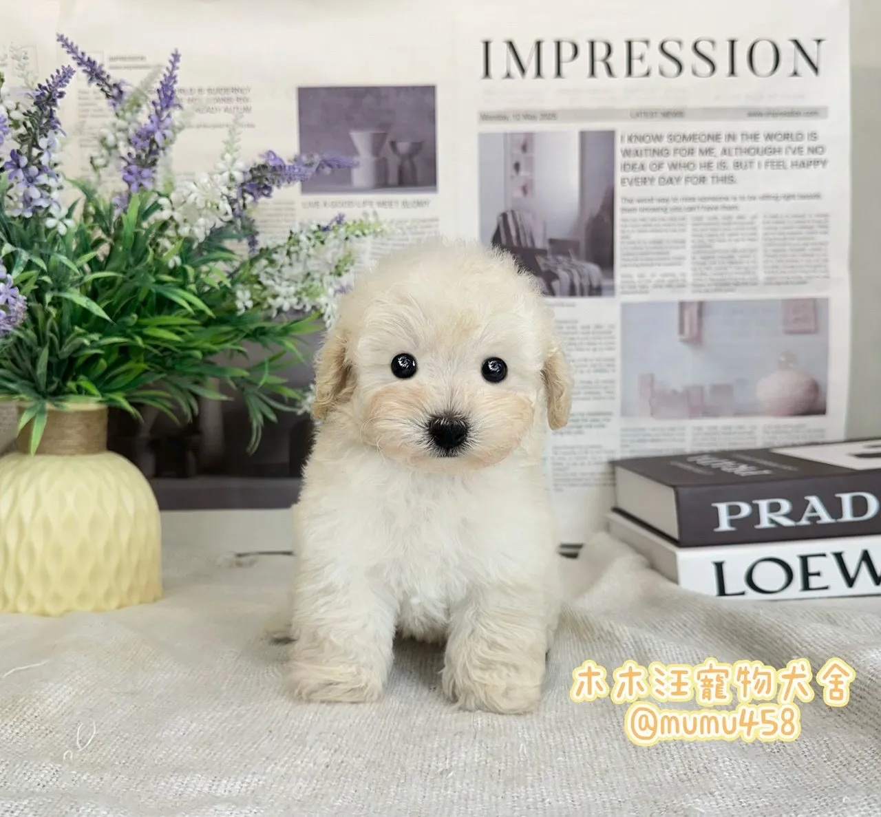 貴賓犬(奶油色)