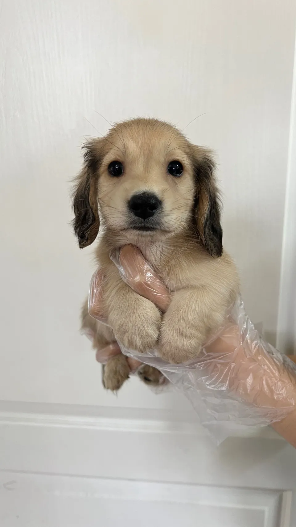 長毛臘腸(黑絲奶油)