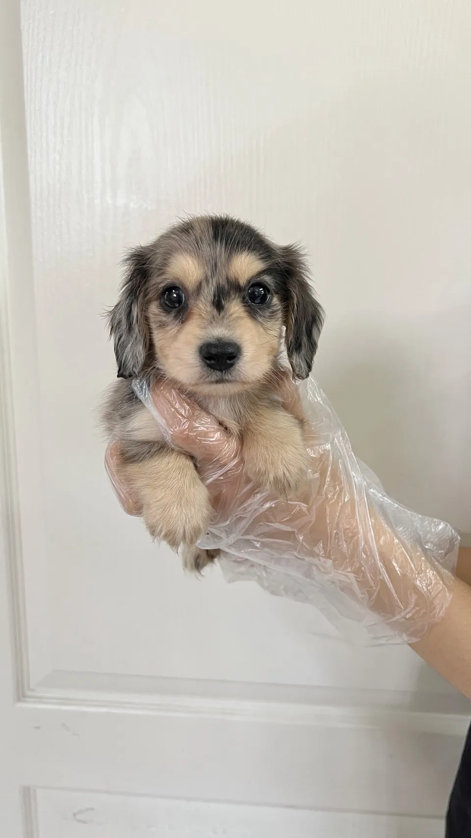 長毛臘腸(灰大理石)