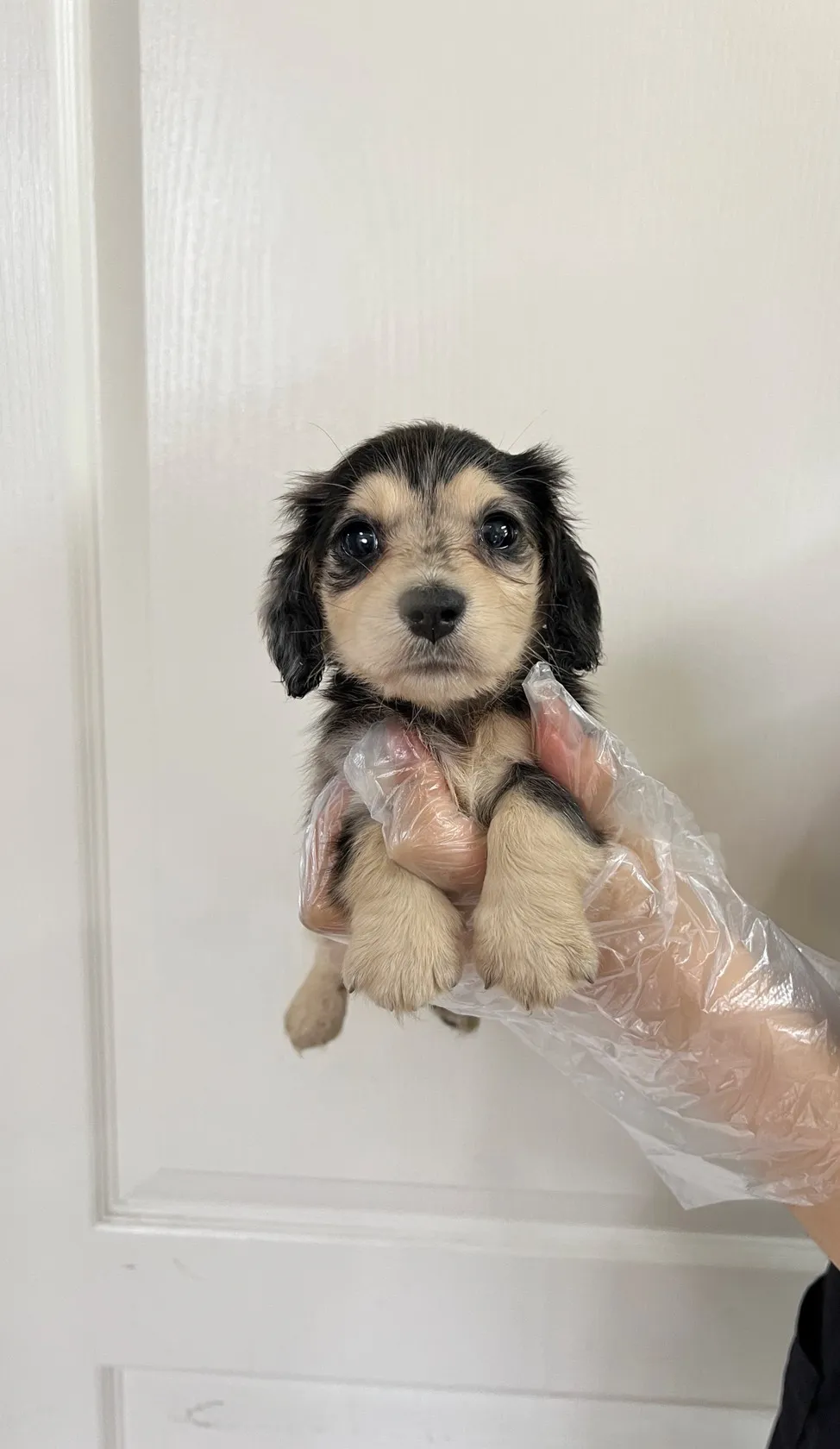 長毛臘腸(黑大理石)