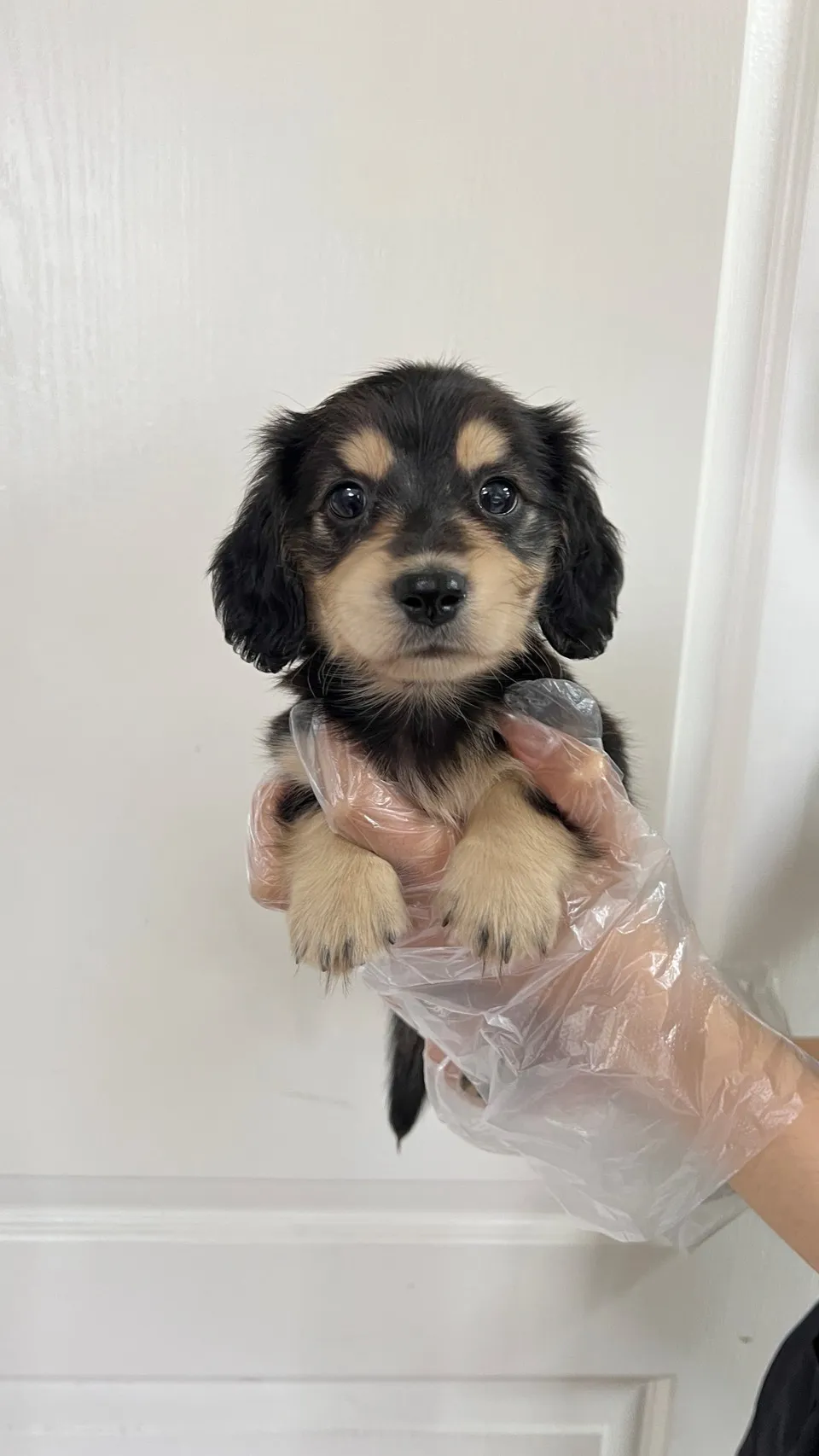 長毛臘腸(黑奶)