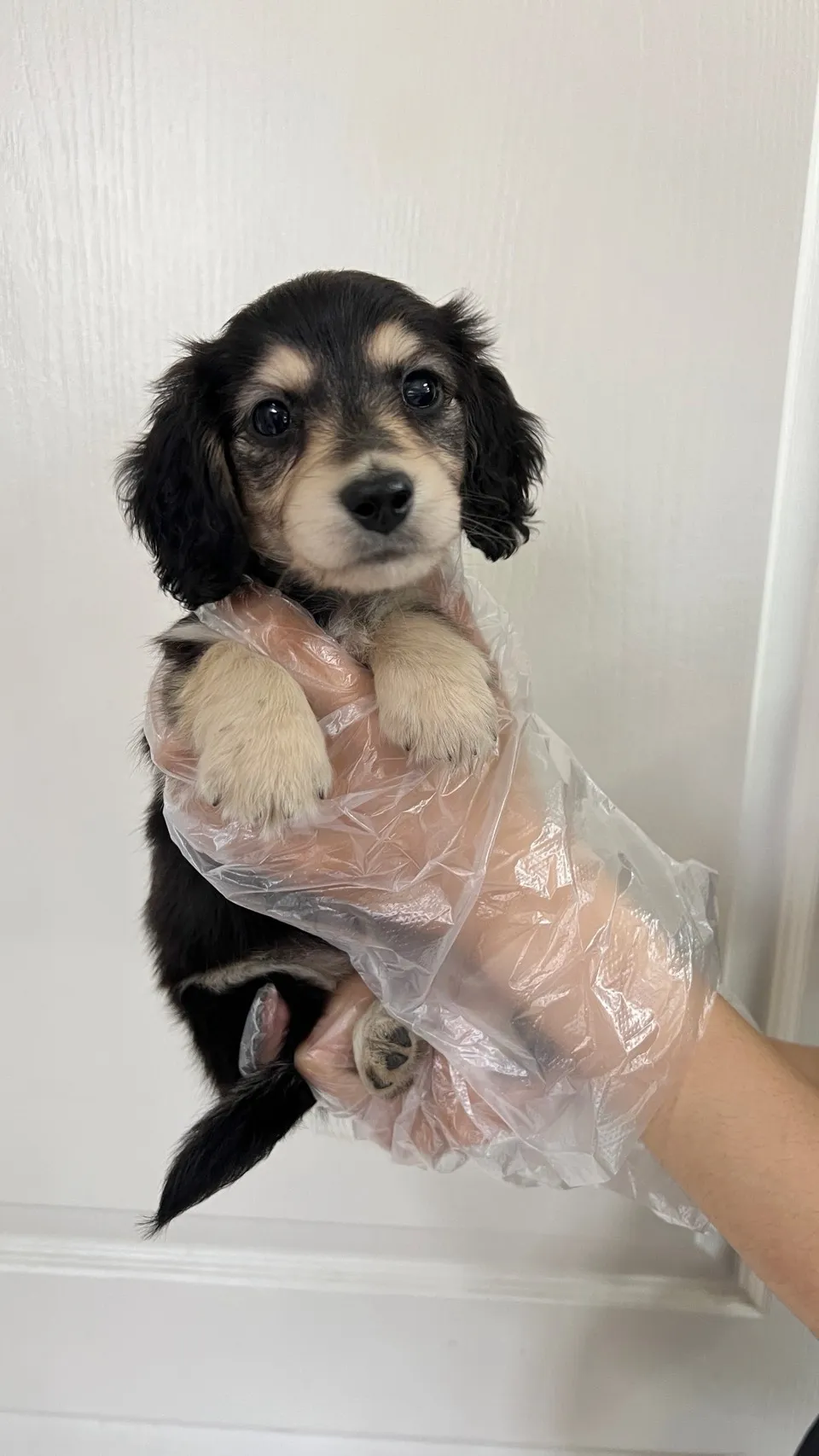 長毛臘腸(黑奶)