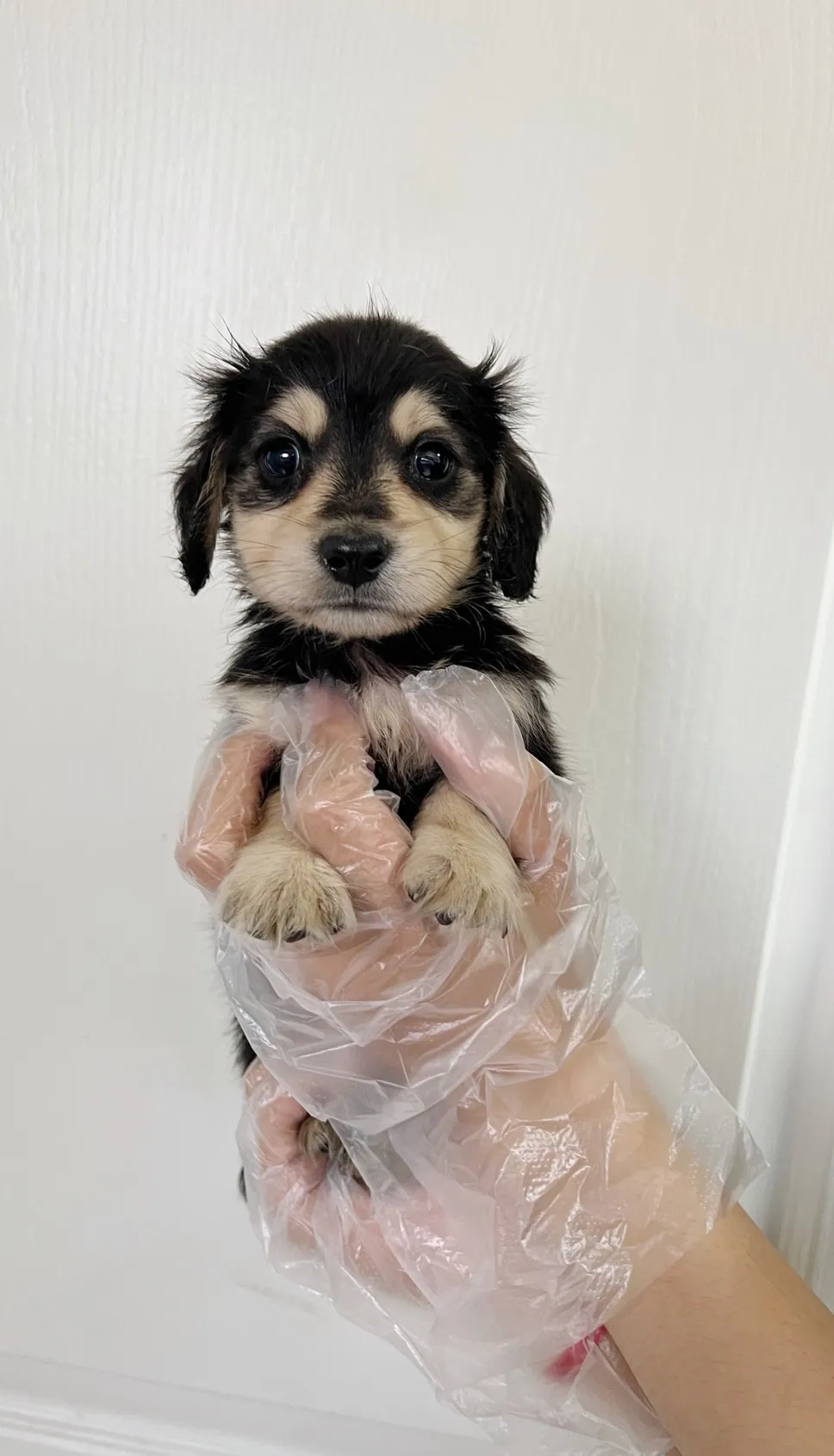 長毛臘腸(黑奶)