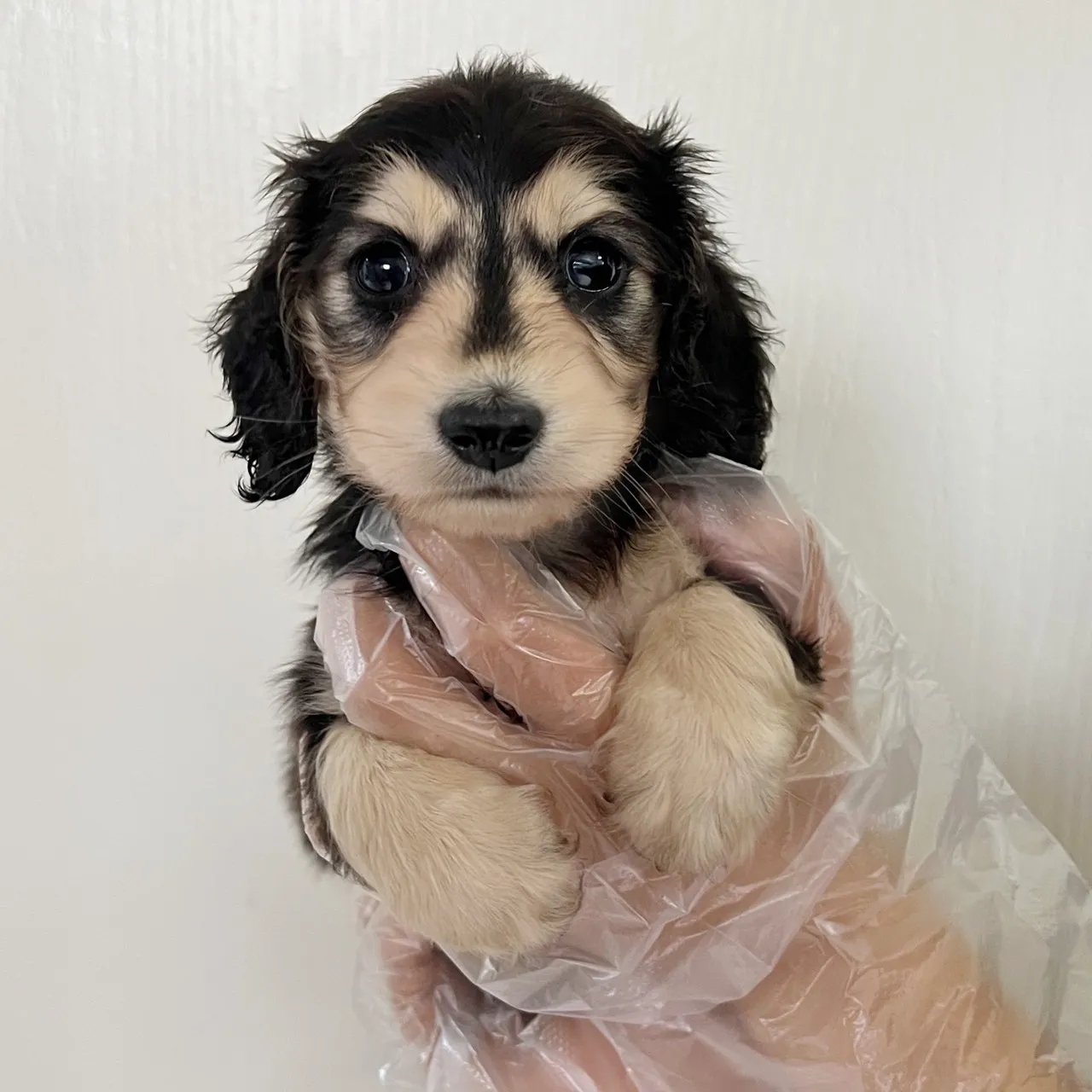 長毛臘腸(黑奶)