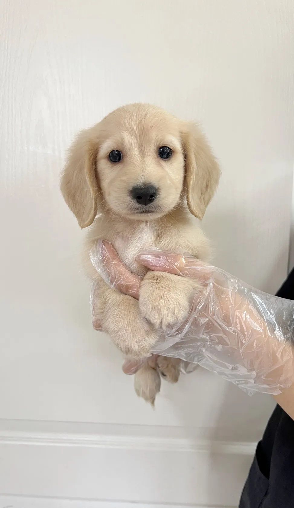 長毛臘腸(奶油色)