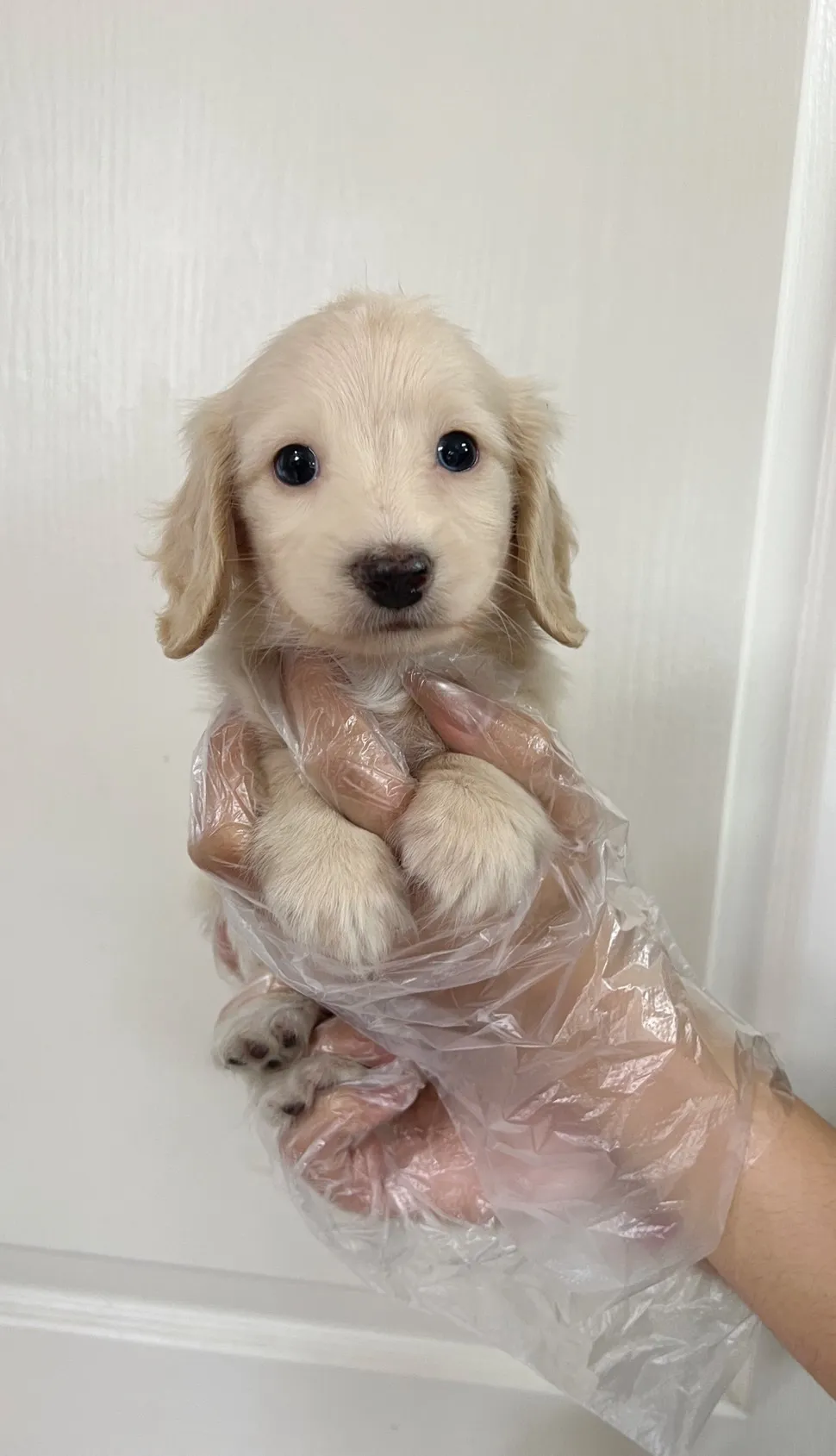 長毛臘腸(奶油色)