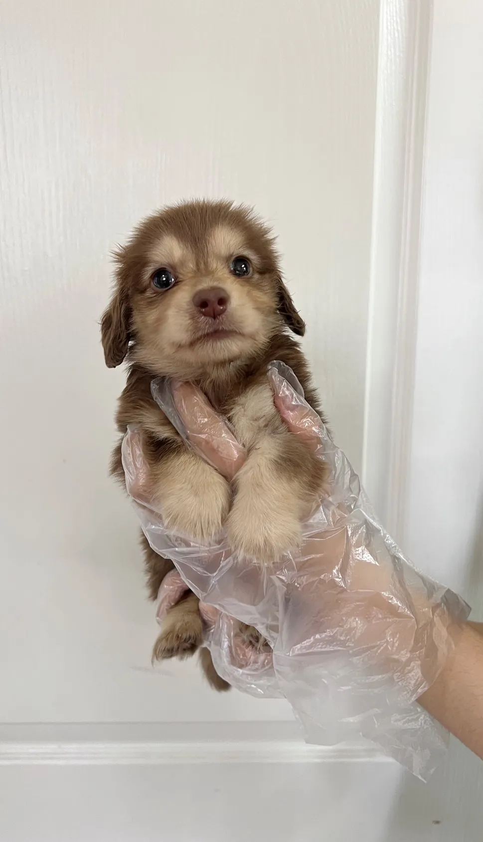 長毛臘腸(巧奶)