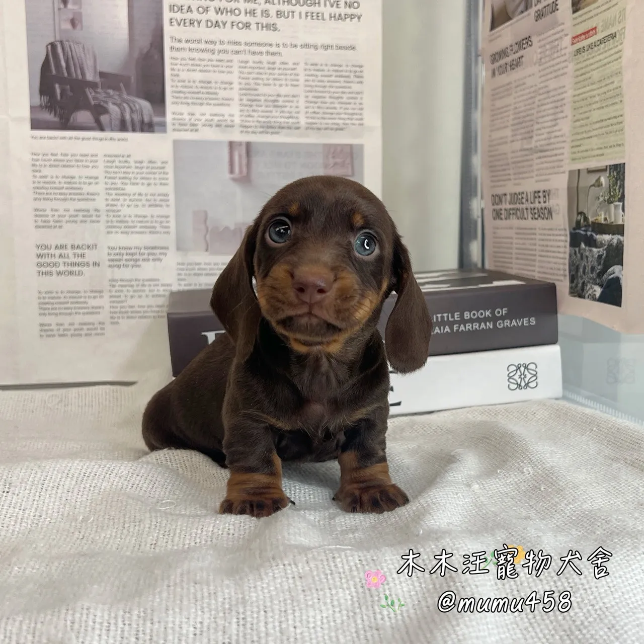 短毛臘腸(巧克力)