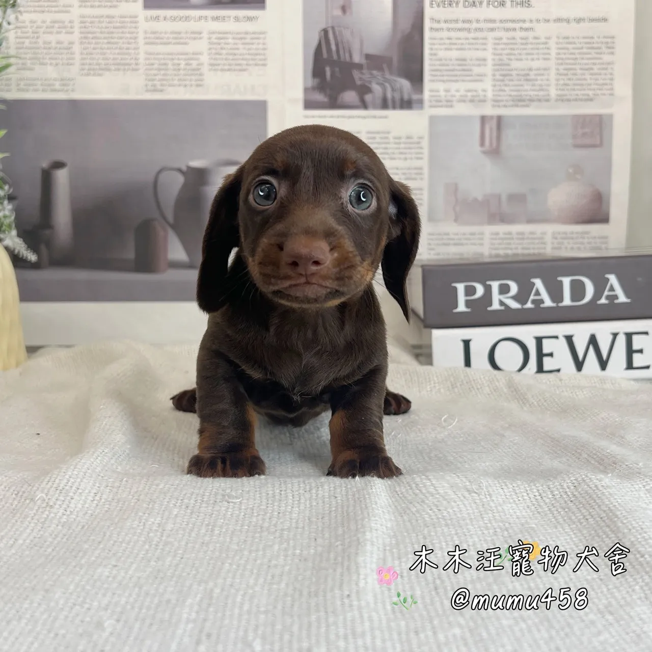 短毛臘腸(巧克力)