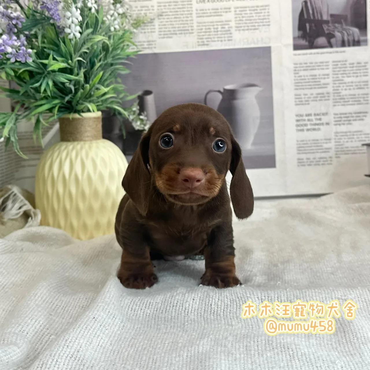 短毛臘腸(巧克力)