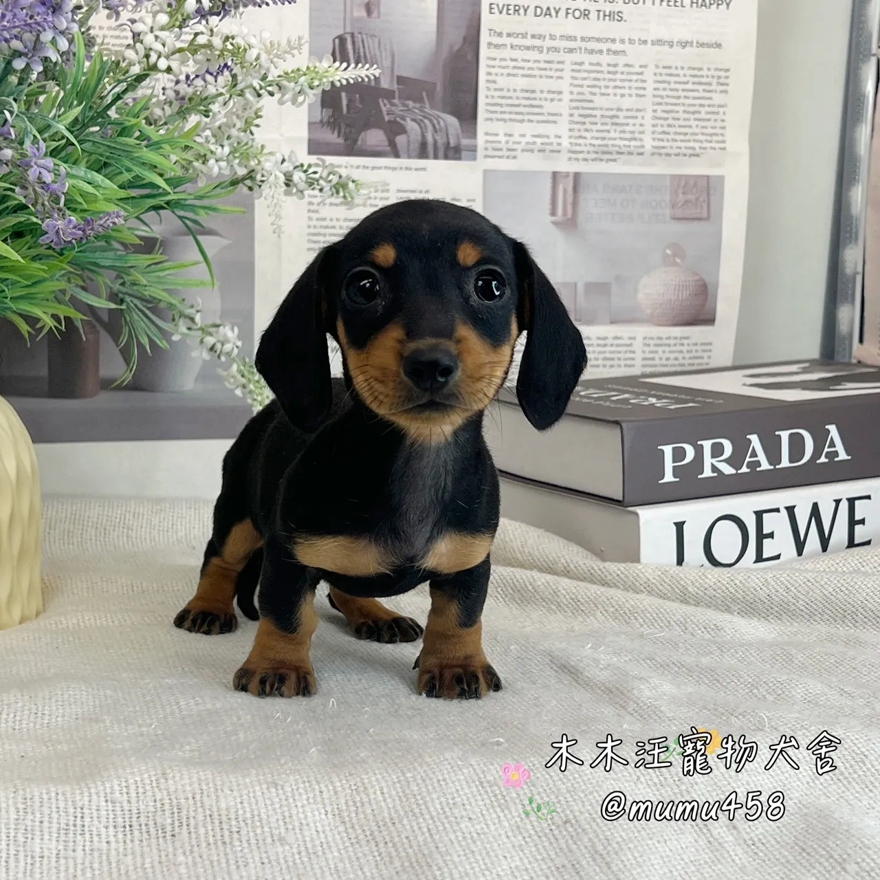 短毛臘腸(黑四目)