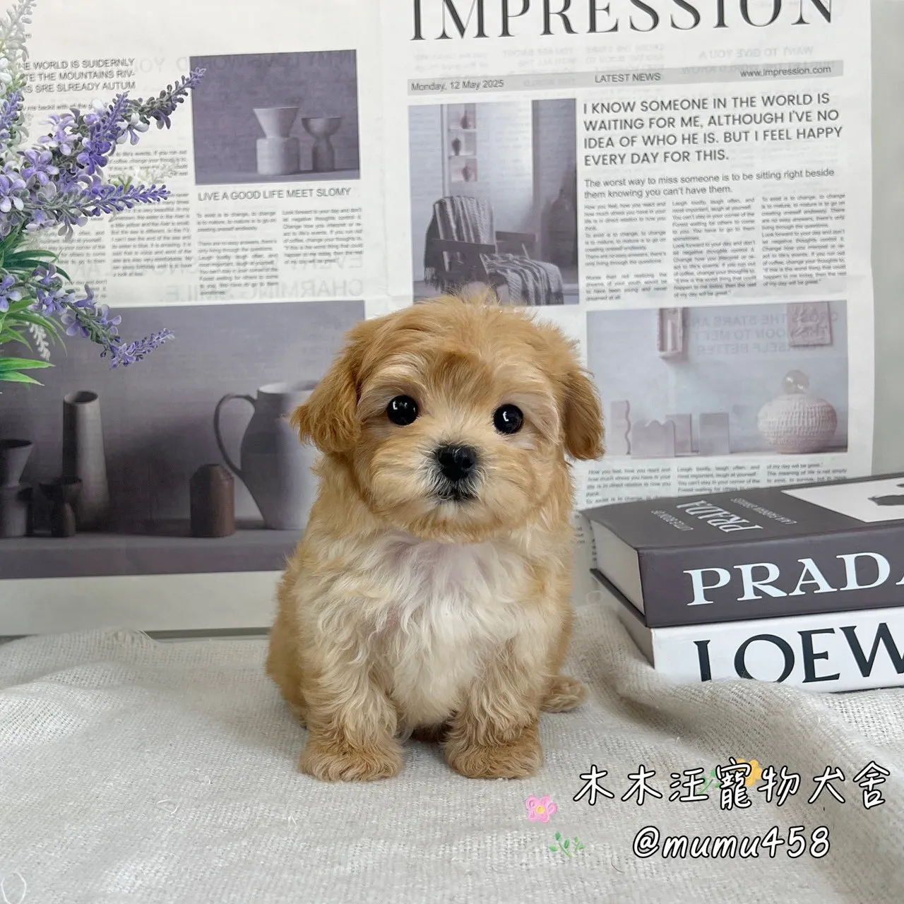 瑪爾泰迪(奶油色)