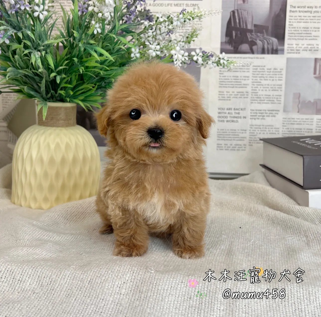 瑪爾泰迪(奶油色)