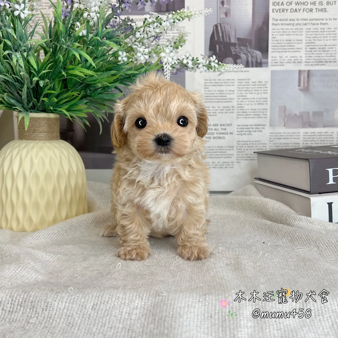 瑪爾泰迪(奶油色)