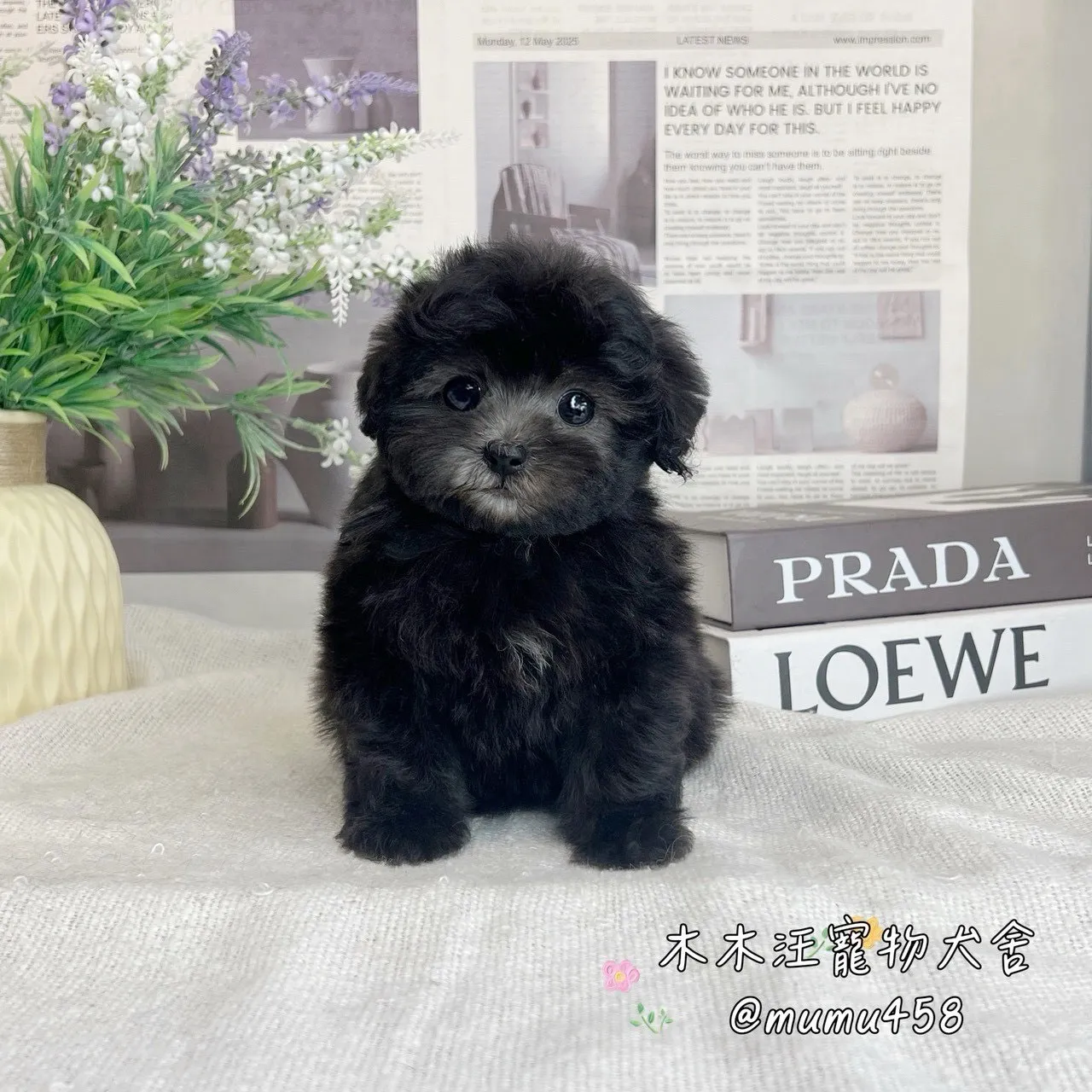 瑪爾泰迪(灰色)