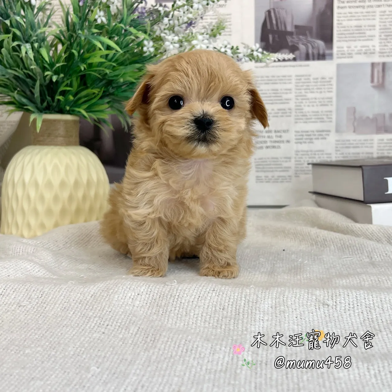 瑪爾泰迪(奶油色)