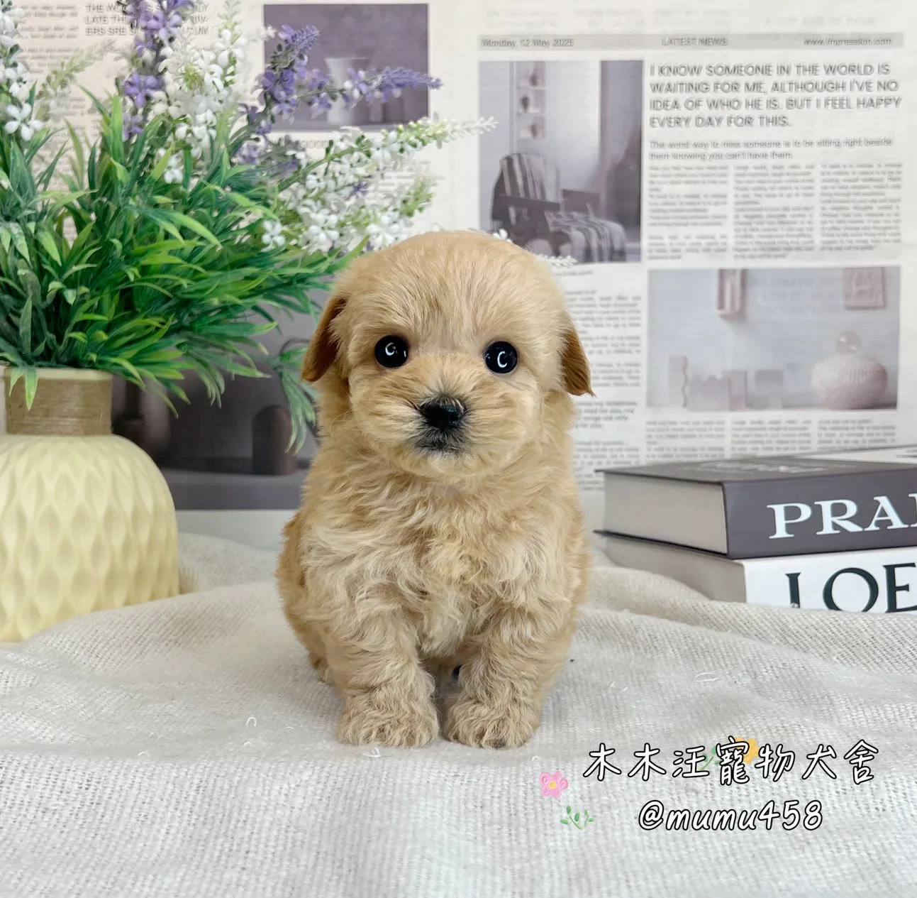 瑪爾泰迪(奶油色)