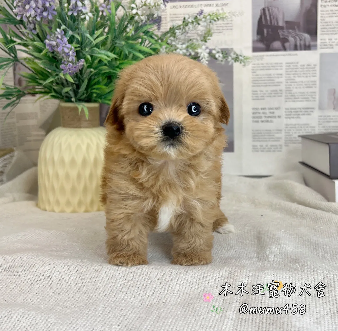 瑪爾泰迪(奶油色)