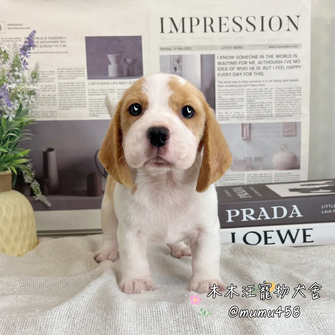 米格魯(檸檬色)