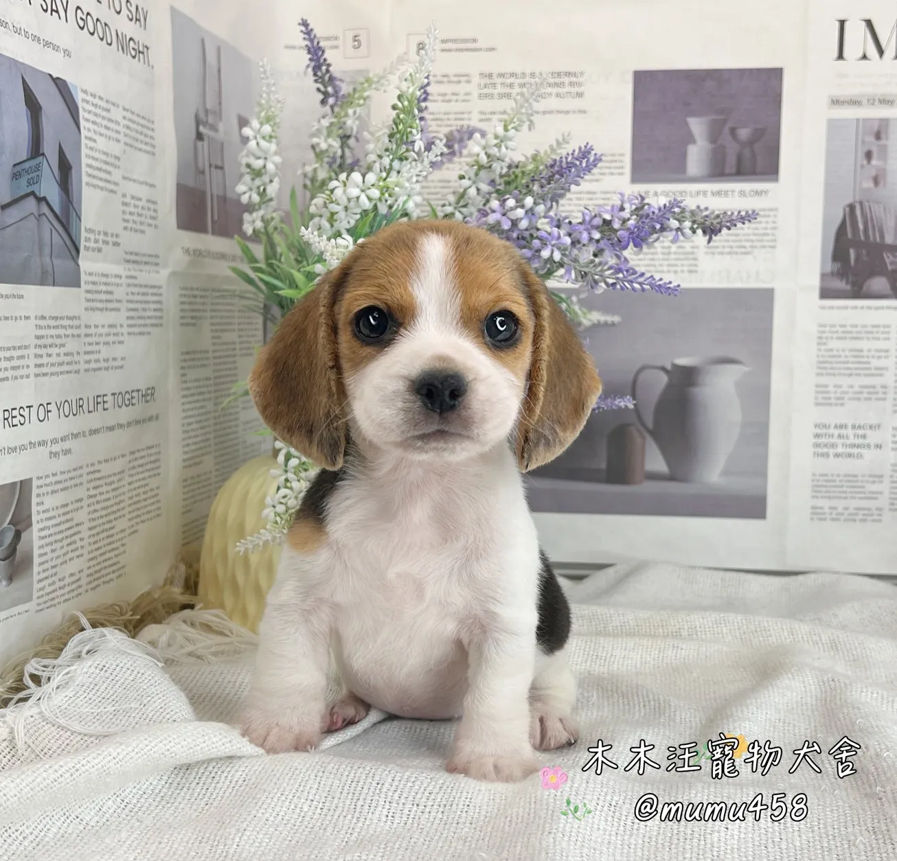 米格魯(黃黑白)