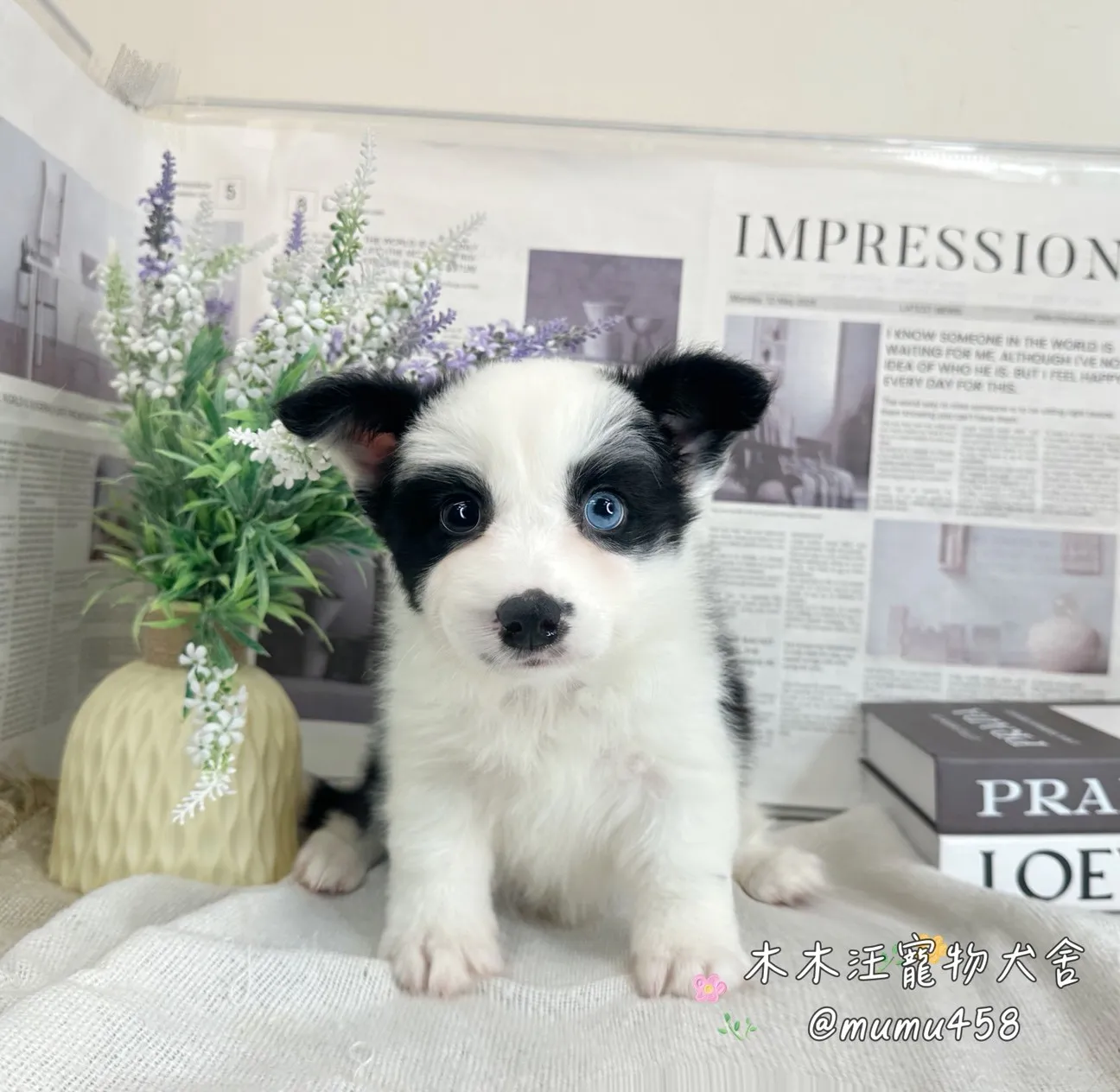 邊境牧羊犬(黑白色)