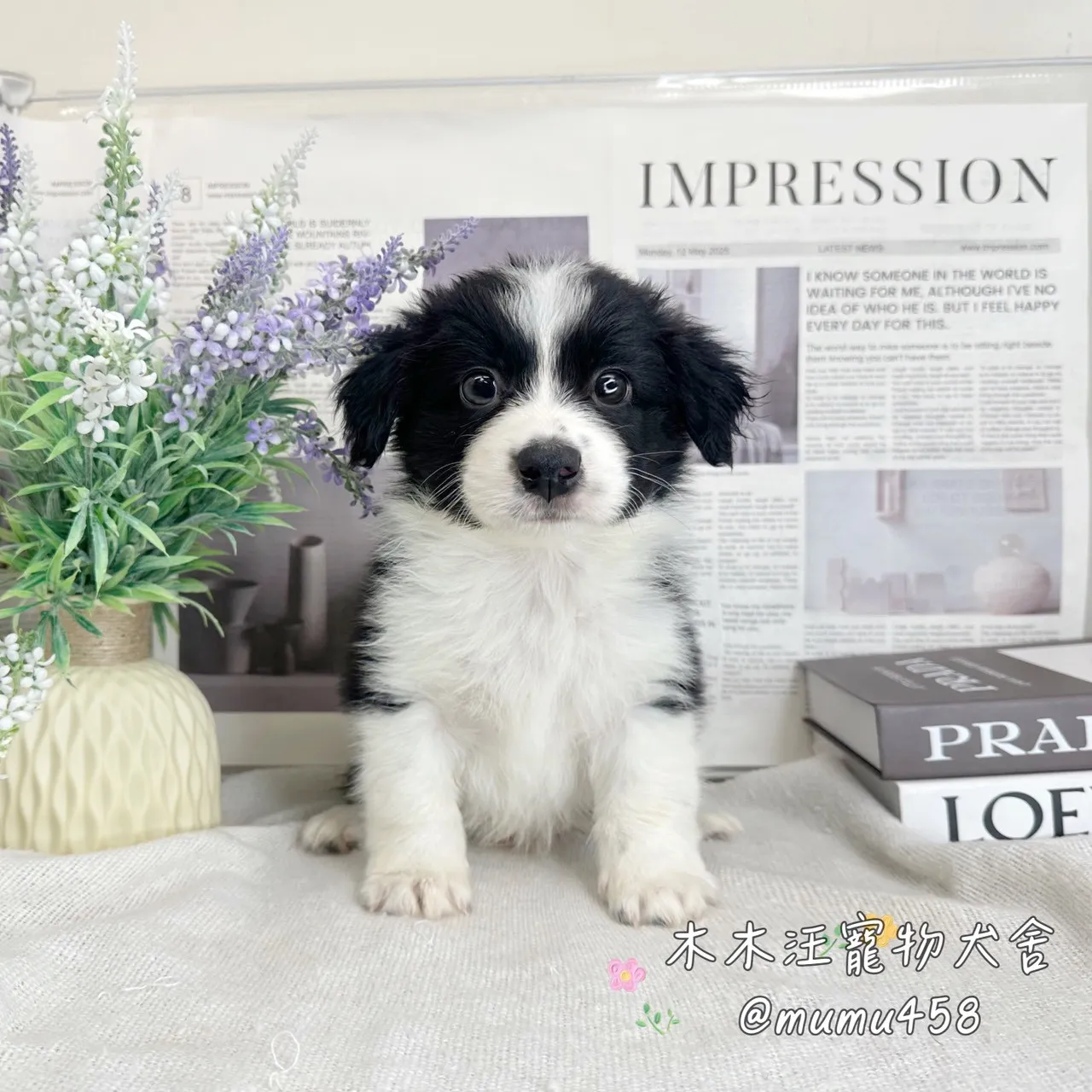 邊境牧羊犬(黑白色)