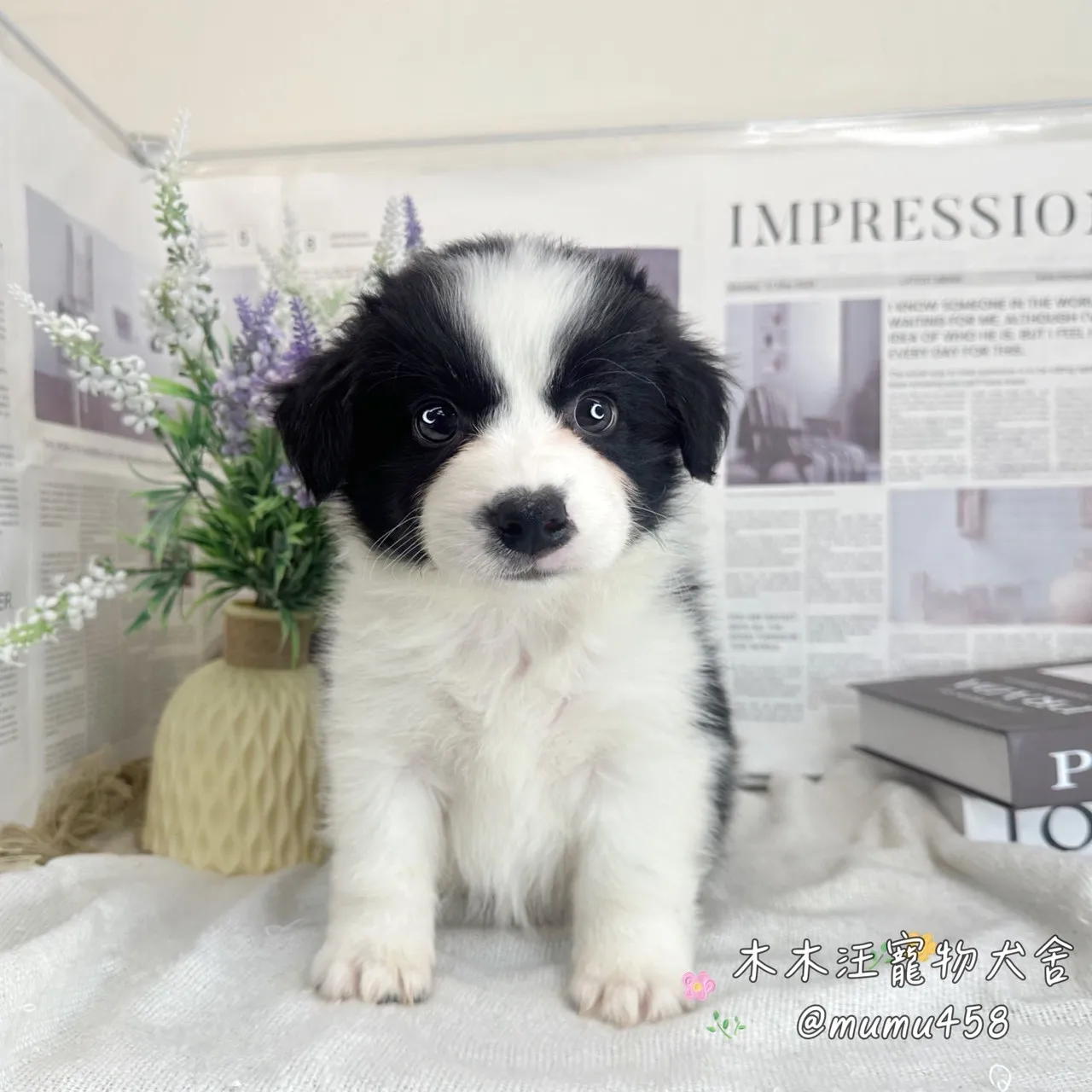 邊境牧羊犬(黑白色)