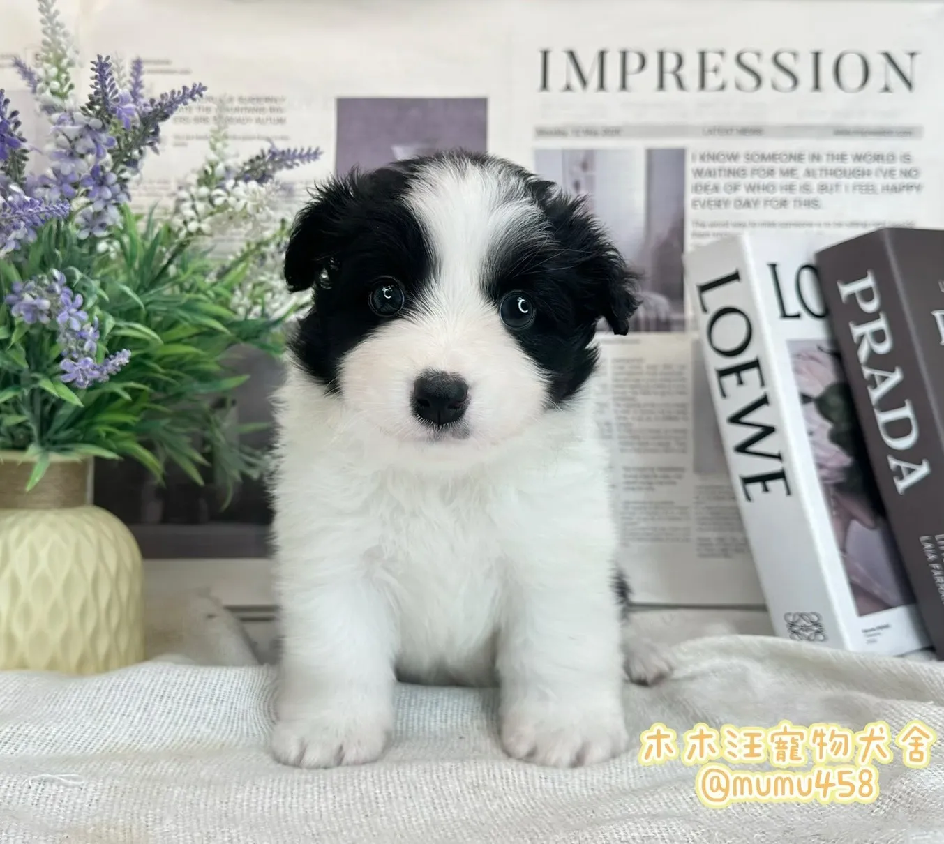 邊境牧羊犬(黑白色)