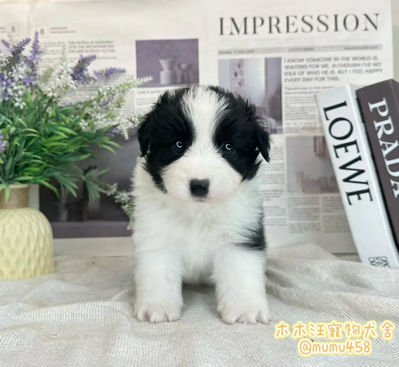 邊境牧羊犬(黑白色)