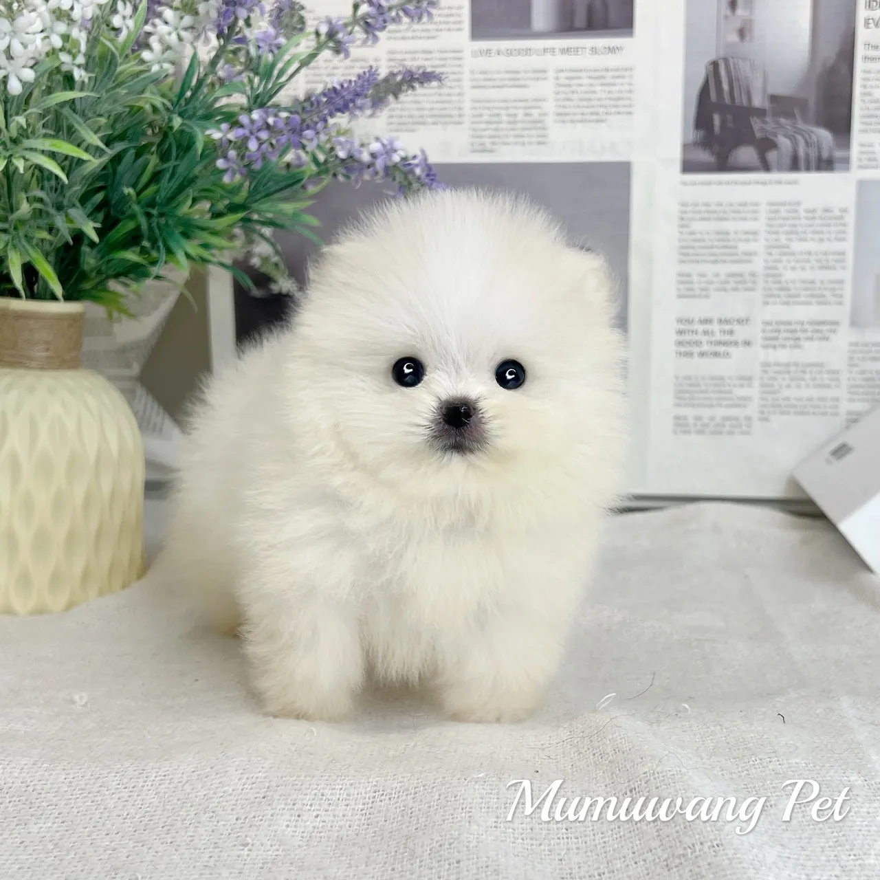 松鼠博美(白色)