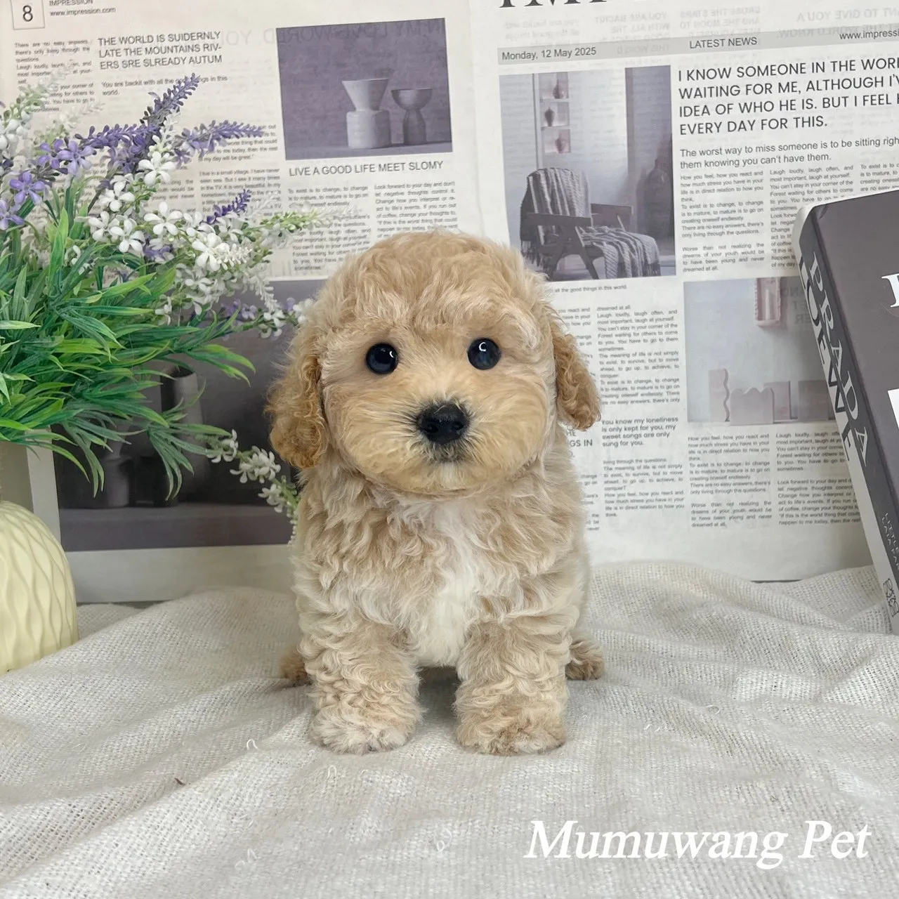 泰迪熊(貴賓比熊)