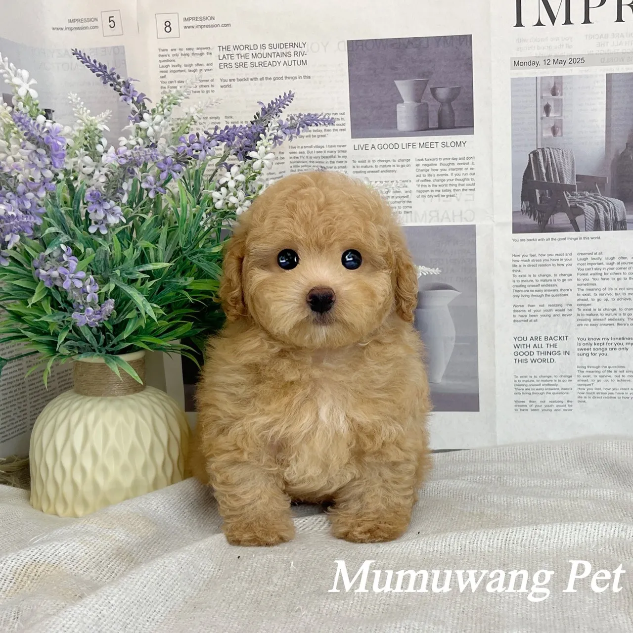 泰迪熊(貴賓比熊)