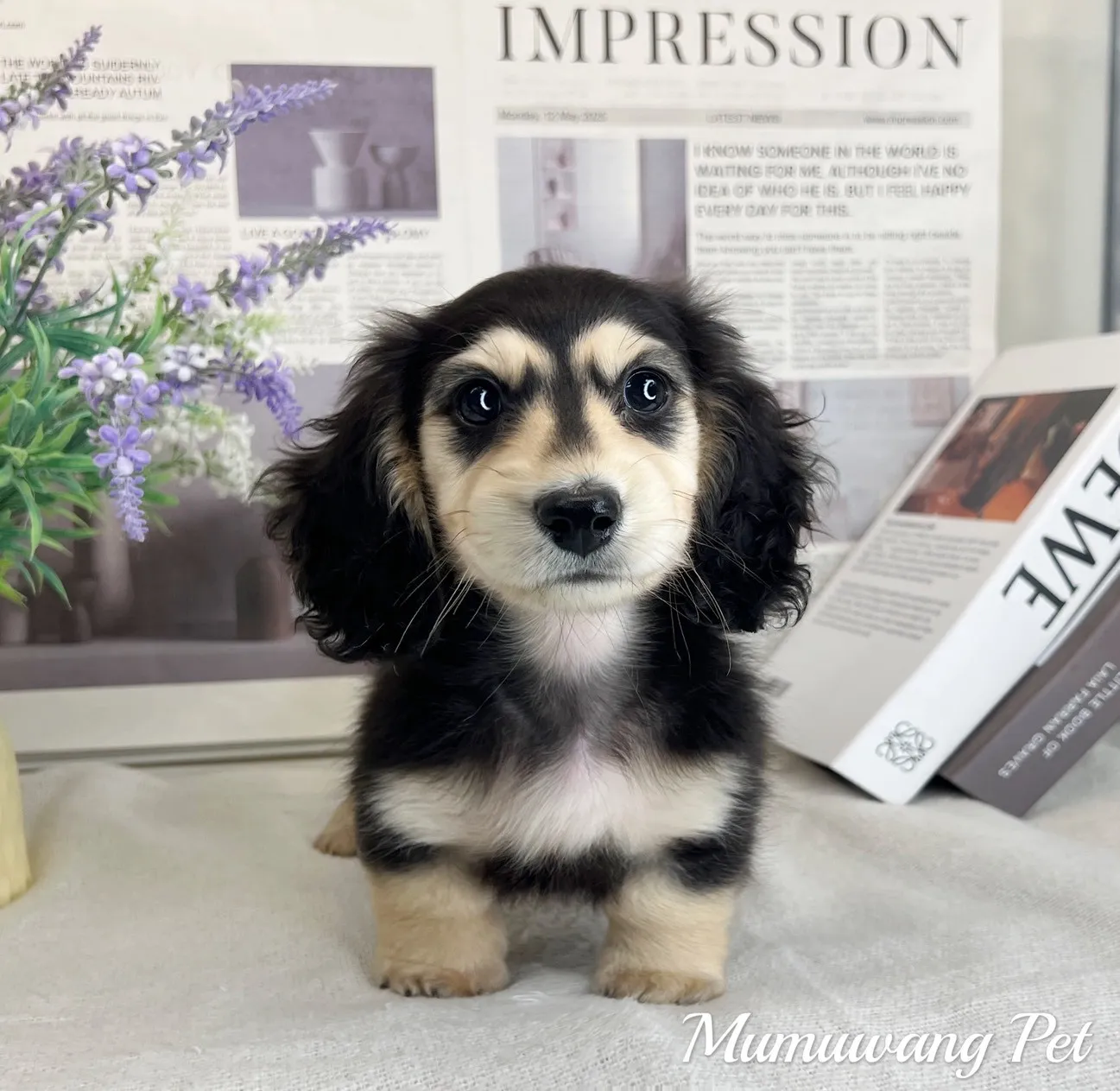 長毛臘腸(黑奶)