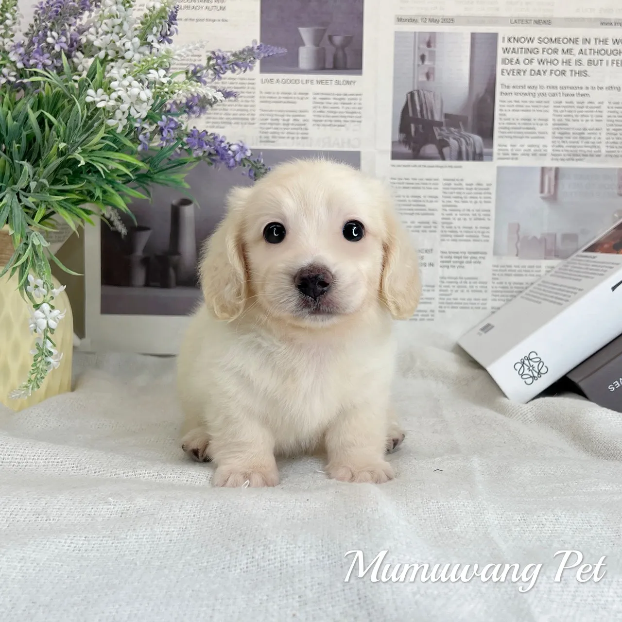 長毛臘腸(奶油白色)