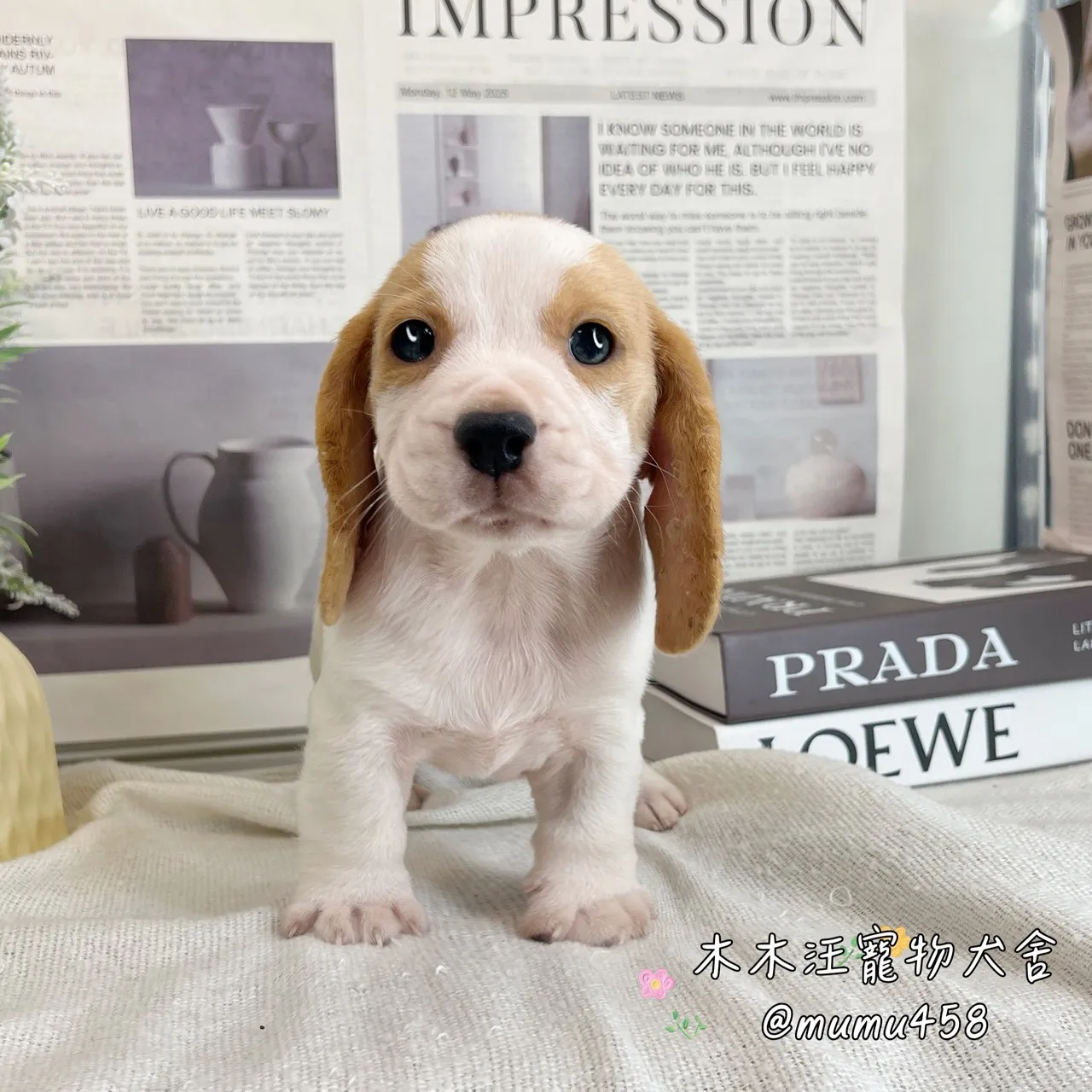 米格魯(檸檬色)