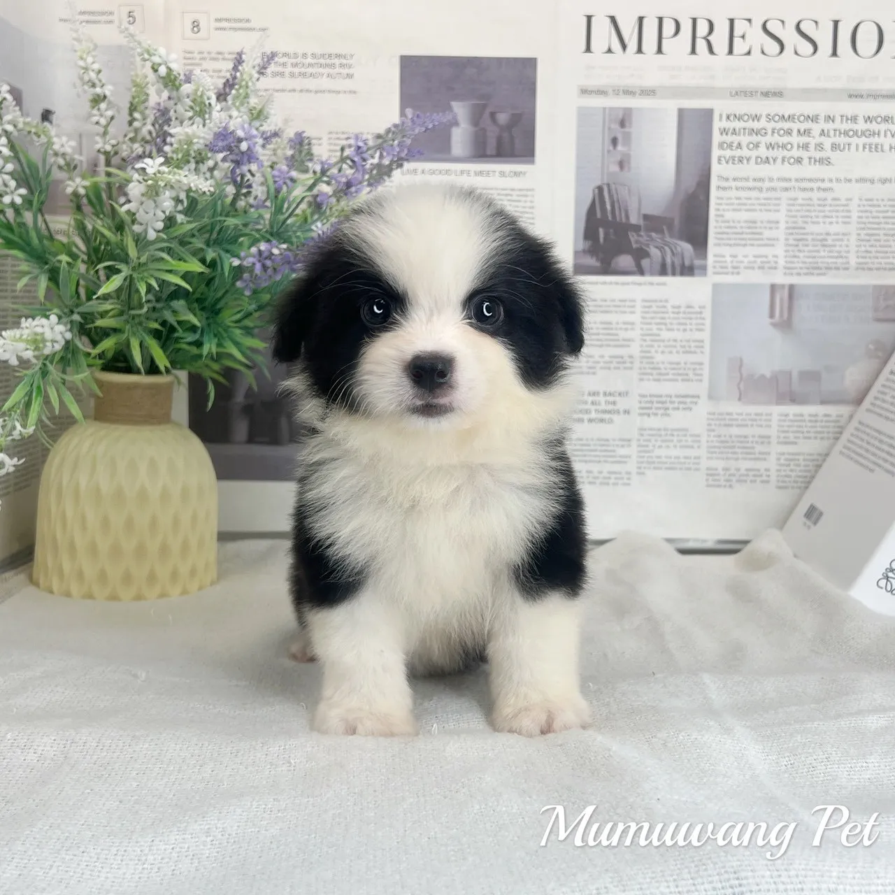 邊境牧羊犬(黑白色)