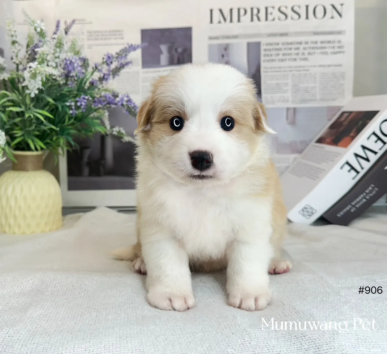 邊境牧羊犬(黃白色)