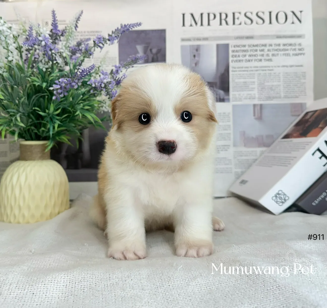 邊境牧羊犬(黃白色)