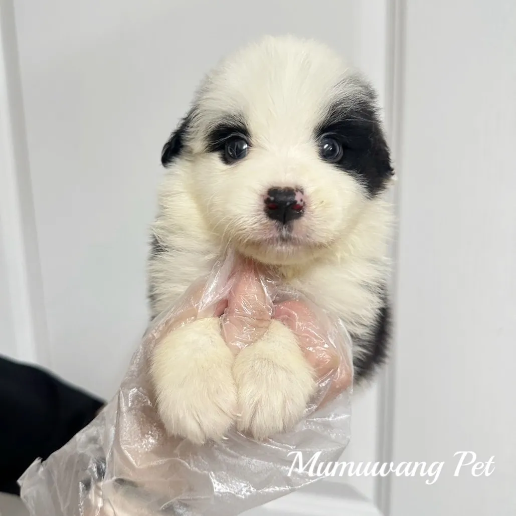 邊境牧羊犬(黑白色)