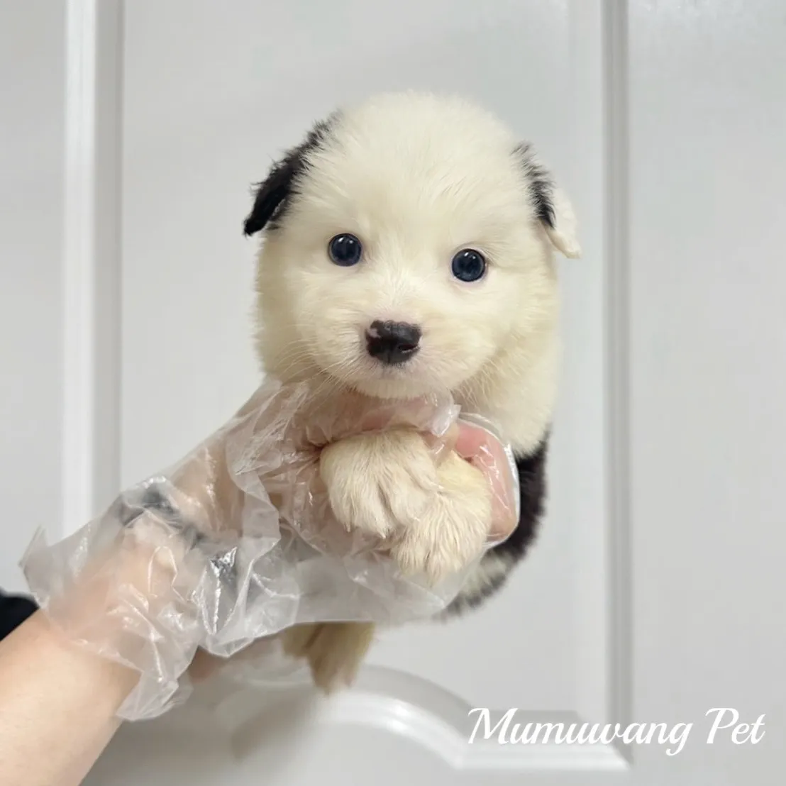 邊境牧羊犬(黑白色)