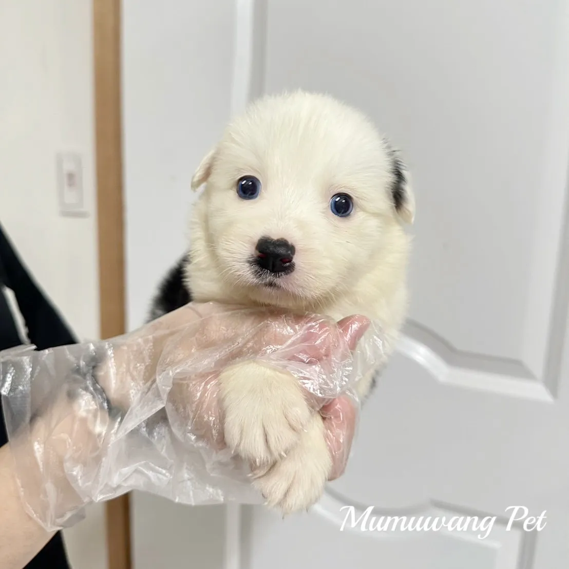 邊境牧羊犬(黑白色)