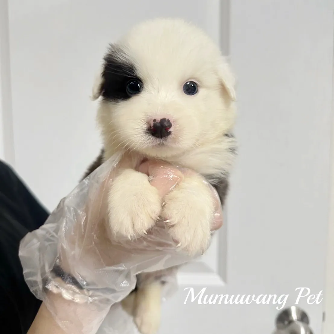 邊境牧羊犬(黑白色)