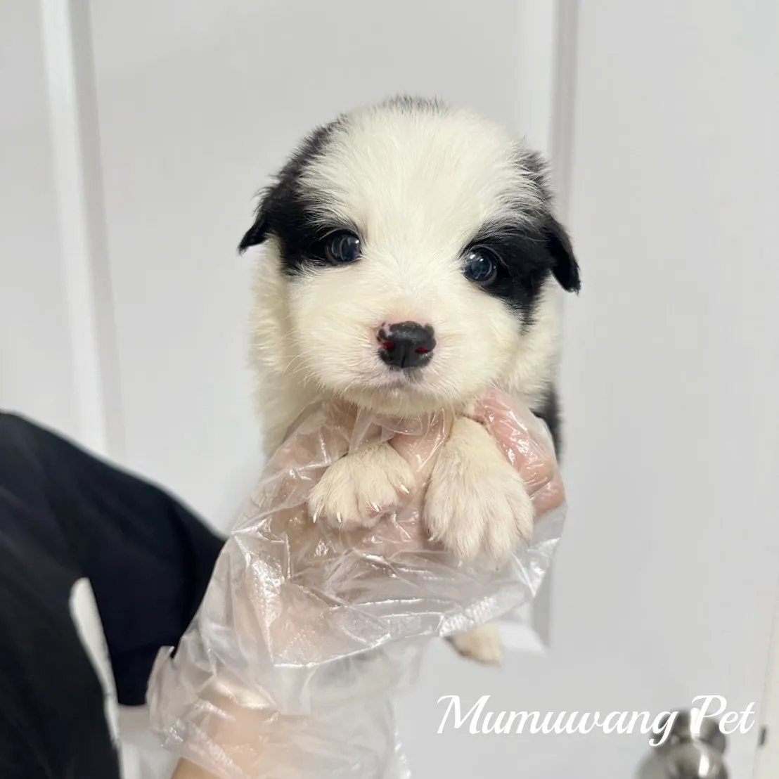 邊境牧羊犬(黑白色)