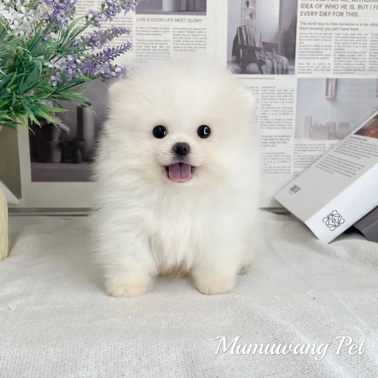 博美(白色)