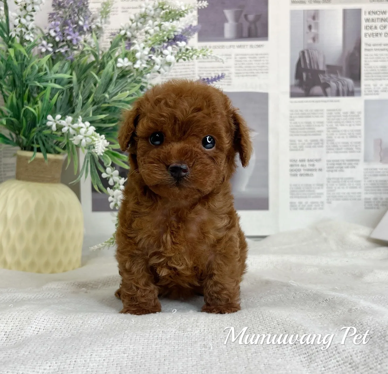 貴賓犬(紅色)
