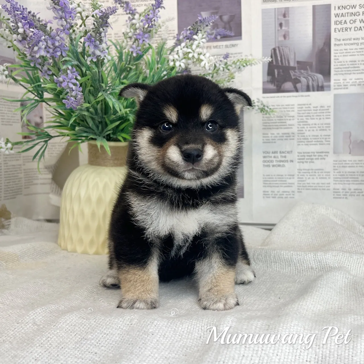 柴犬(黑色)